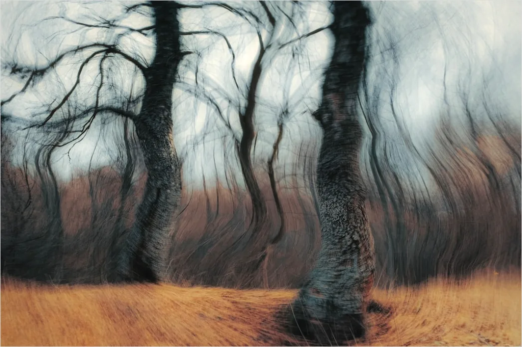 Detail Windy Day Trees Bending Gusts Number 20