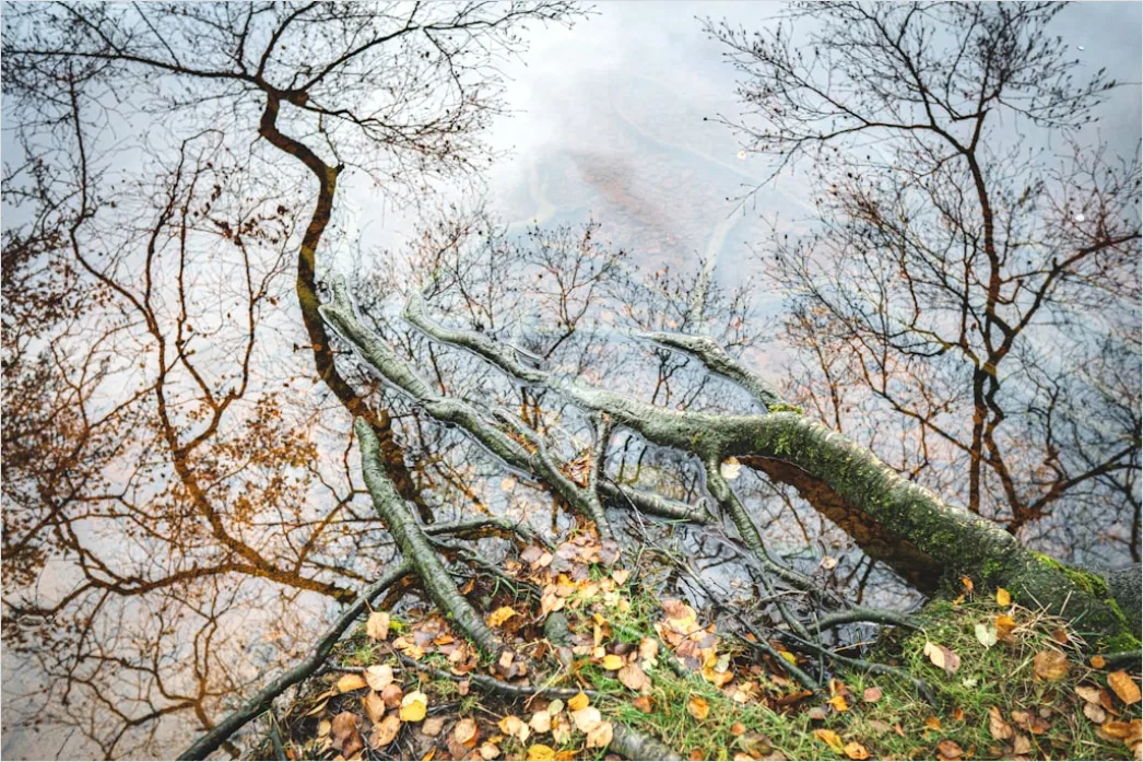 Detail Windy Day Trees Bending Gusts Number 4