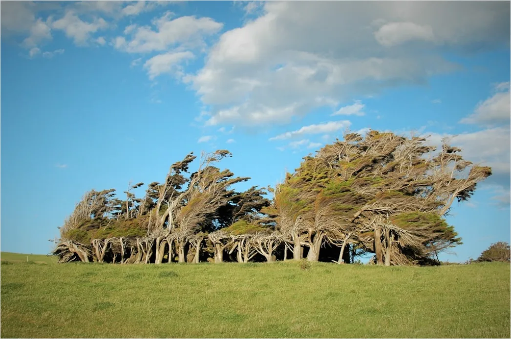 Detail Windy Day Trees Bending Gusts Number 5